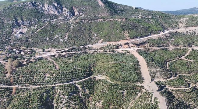 Küle dönen yüzlerce hektarlık orman yeniden canlandı