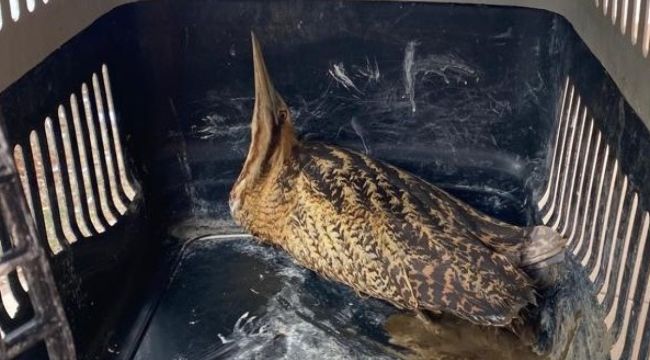 Nesli tükenmekte olan yaralı Hint balıkçıl kuşu koruma altına alındı