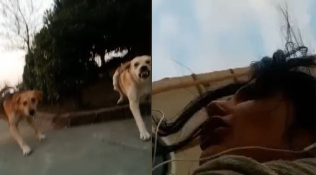 Üniversite kampüsünde başıboş köpek dehşeti