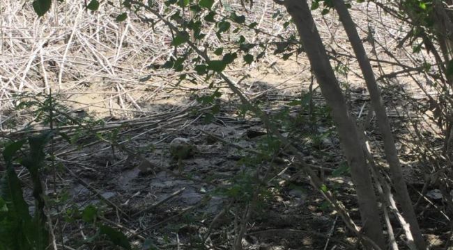 Adana'da kafatası ve insan bedeni parçaları bulundu