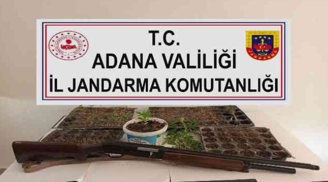 Adana'da kenevir eken 3 kişi yakalandı
