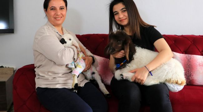 Anneleri ölmüş kuzulara evinde bebek gibi bakıyor