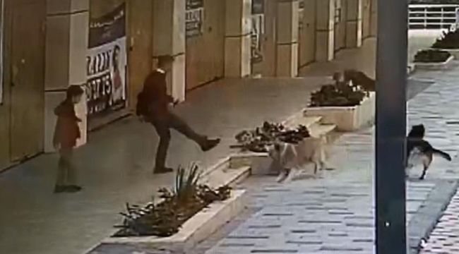 Avcılar'da köpek saldırısı yaşayan çocuğun dehşet anları