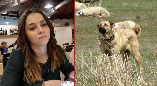 İtalya'da koyun sürüsüne bekçilik yapan çoban köpekleri, ormanda karşılaştıkları genç kızı parçaladı