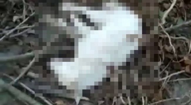 Köpeklerin zehirlenerek öldürüldüğünü iddia etti, yapanlarını bulunmasını istedi