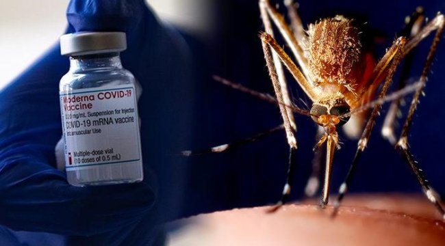 Koronavirüs aşısı şişesinden sivrisinek çıktı