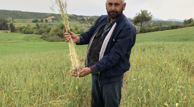 Kuraklık buğday üreticisine 30 yıl sonra tarla sulattı
