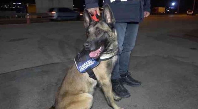 Narkotik köpeği 'Tepe' buldu, sırt çantasından uyuşturucu çıktı