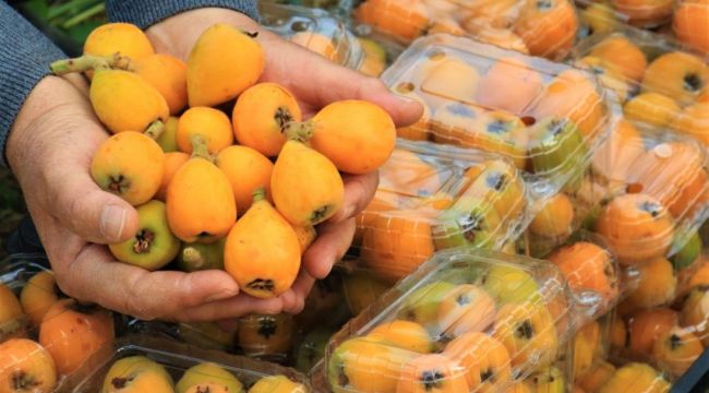 Örtü altında “yenidünya” hasadı başladı