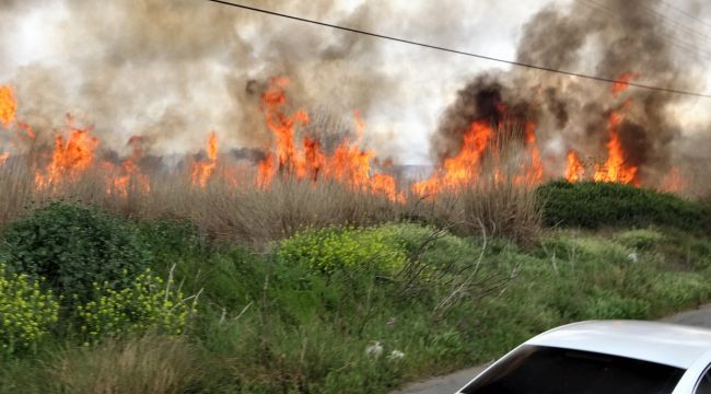 Sazlık alan yandı, vatandaş yanan kirpi için seferber oldu