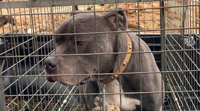 Ankara'da 4 kişiye saldıran Pitbull cinsi köpeğin sahibi tutuklandı