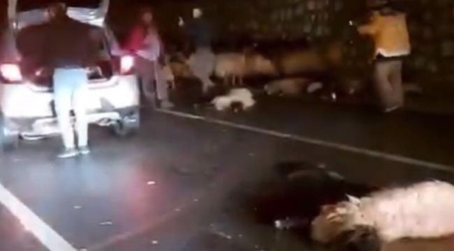 Batman'da otomobil koyun sürüsüne daldı