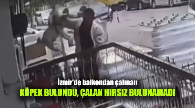 İzmir'de balkondan çalınan köpek bulundu, çalan hırsız bulunamadı