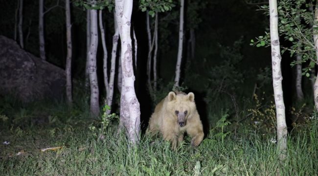 Nemrut'un maskot ayıları kış uykusundan uyandı