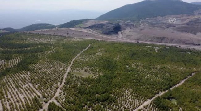 SOMA'DA MADEN SAHALARI AĞAÇLANDIRILIYOR