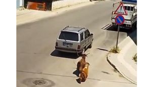 Eziyetin böylesi: Keçileri kaçıran sürücü kamerada