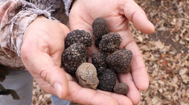 Dünyanın en pahalı mantarından yılda 225 kilo toplanabilecek