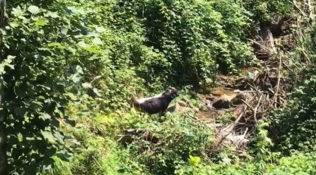 Kaçan boğa sahibini hastanelik etti