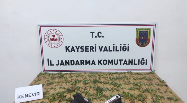 Kenevir yetiştiren şahıslara gözaltı