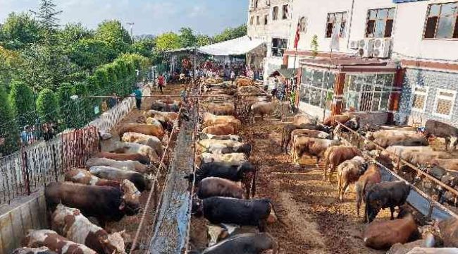 Kurban kesimleri başladı