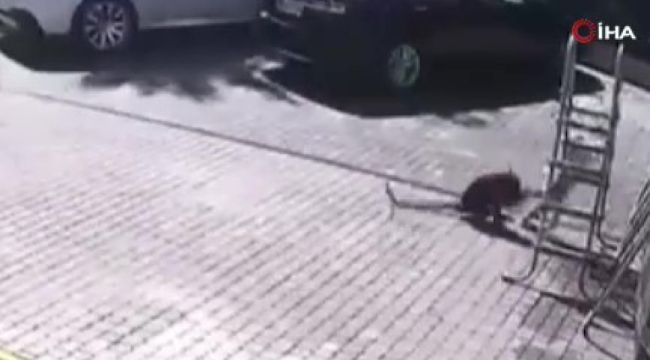 Savaştan kaçan Ukraynalı çocuğa Moskova'da maymun saldırısı