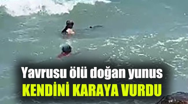 Yavrusu ölü doğan yunus kendini karaya vurdu