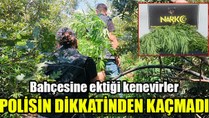 Bahçesine ektiği kenevirler, polisin dikkatinden kaçmadı