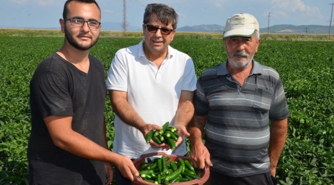 Biber ekenin kazancı fazla