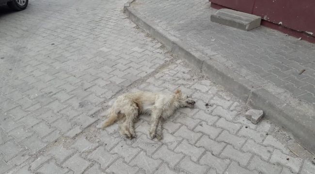 Bir ayda 17 kedi ve köpek zehirlenerek öldürüldü