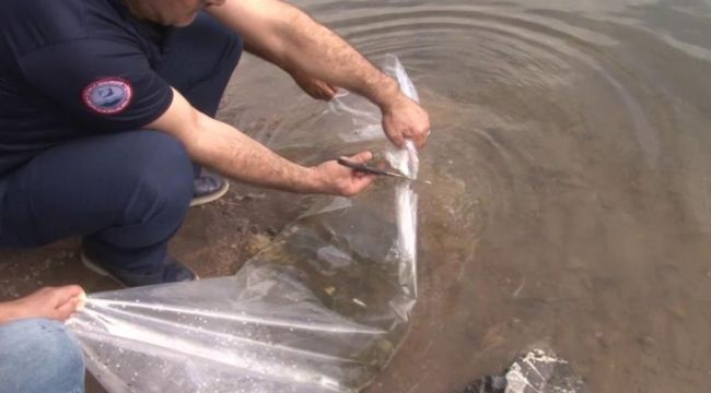 İstanbul İl Tarım ve Orman Müdürü Karaca: 2 milyon 24 bin adet sazan balığını iç sularımızla buluşturduk