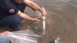 İstanbul İl Tarım ve Orman Müdürü Karaca: 2 milyon 24 bin adet sazan balığını iç sularımızla buluşturduk