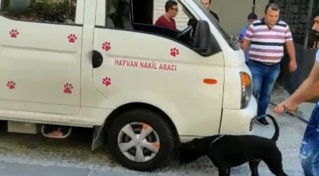 Köpeğin sahibine para cezası yağdı