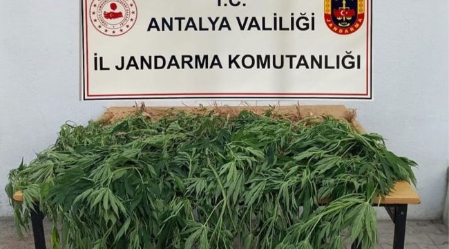 Korkuteli'de jandarma 30 kök kenevir ele geçirdi