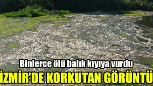 İzmir'de korkutan görüntü: Binlerce ölü balık kıyıya vurdu