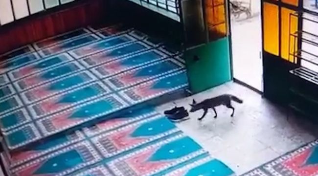 Kurnaz tilki önce cami imamının ayakkabısını, sonra köyün tavuğunu çaldı