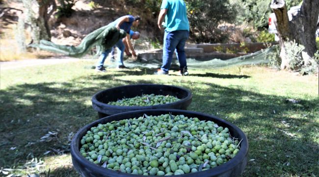 Bornova Belediyesi sahipsiz zeytinlere sahip çıkıyor