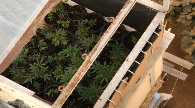 Evinin balkonunda kenevir yetiştirdi yakalanmaktan kurtulamadı
