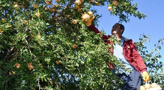Nar ekşisinin zahmetli yolculuğu başladı