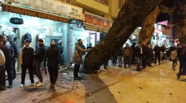 Bursa'da 300 yıllık çınar ağacı iş yerinin çatısına devrildi