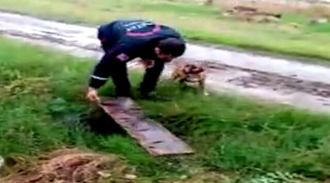 Çukura düşen köpek kurtarıldı
