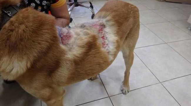 Sokak köpeğine kaynar suyla saldırı