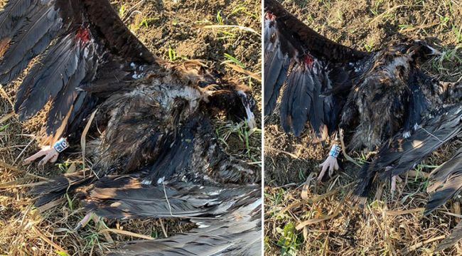 Uydu vericili kara akbaba, Çatalca'da silahla öldürüldü