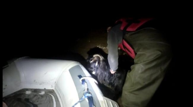 Batman'da mahsur kalan keçiyi itfaiye kurtardı