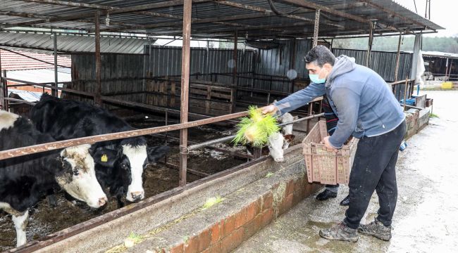 Buca Belediyesi hayvancılığın kaderini değiştiriyor