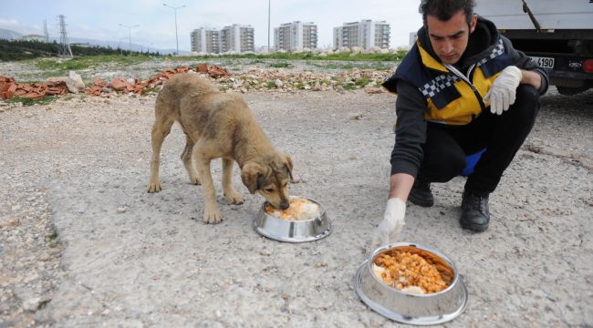 Buca'da can dostları sahipsiz değil