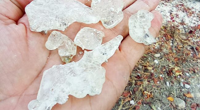 Çeşme Sakızının Kıbrıs’a Yolculuğu