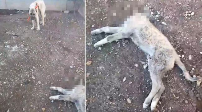 Evin köpeğinin başını kesip götürdüler
