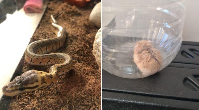 Kaçak getirdiği hamster ve pitonu satmaya çalışırken yakalandı