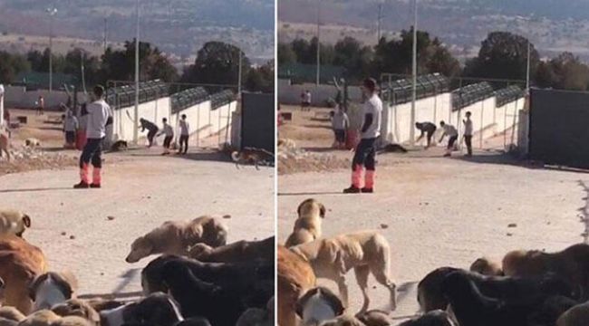 Köpeğin kürekle öldürülmesinde 2 sanığın tahliyesine itiraza yine ret