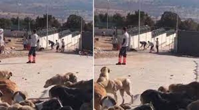 Köpeğin kürekle öldürülmesinde sanıklar hakim karşısında
